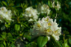 DSC_1282.jpg